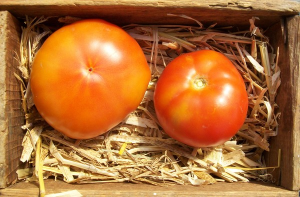 Tomate ronde "Marmande"