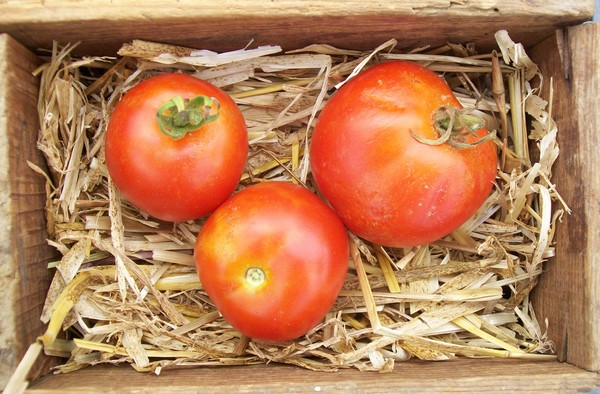 Tomate ronde "Matina"