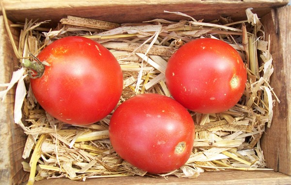 Tomate ronde "Monda  type montfavet"