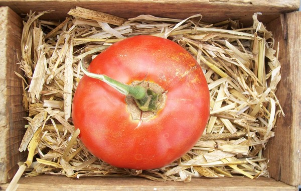 Tomate ronde "New Hampshire"