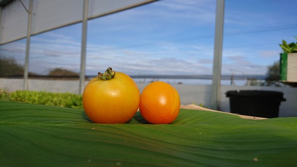 Tomate ronde "Orange queen"
