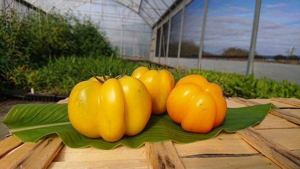 Tomate longue "Poivron jaune"