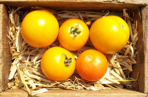 Tomate ronde "Tangerine"