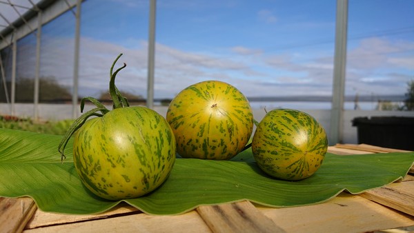 Tomate ronde "Zebra green"