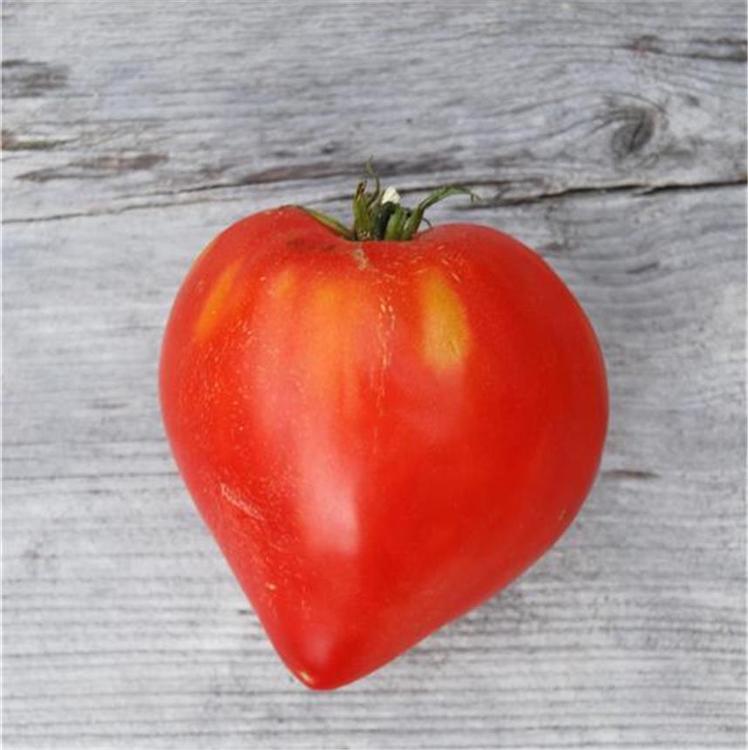 Tomate c½ur 50 graines