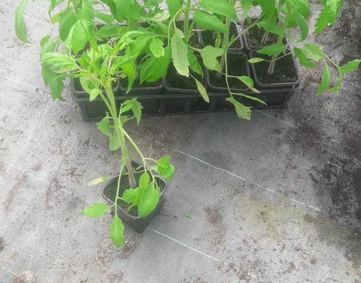 Plant de tomate Andine Cornu