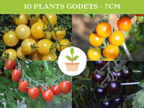 10 Plants de Tomate Cerise : 2 de chaque variété - Rouge - Jaune clair - Black cherry - tuti frutti - orange