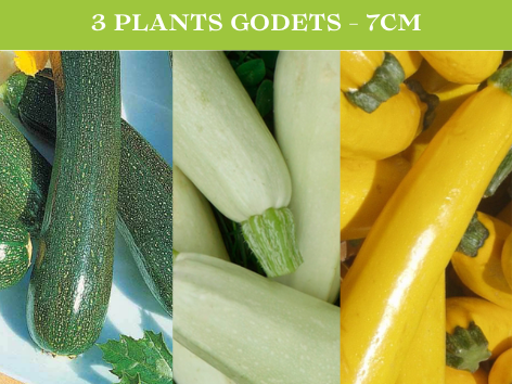 3 Plants de courgette au choix : - Longue Verte - Longue Jaune - Longue verte clair / blanche