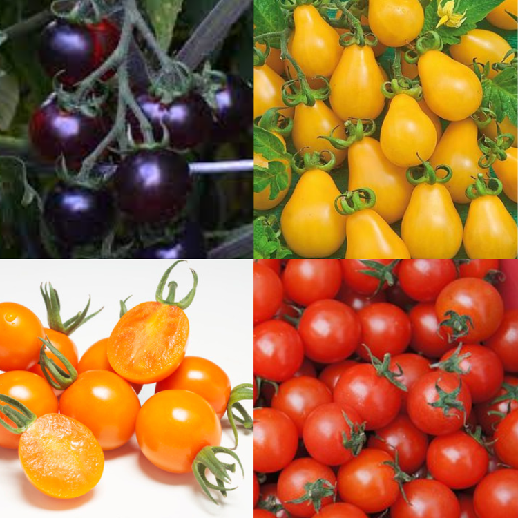 Tomate cerise Mixte (rouge, Orange, Jaune)