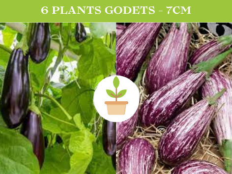 6 Plants d'aubergines au choix : -Striée - Violette foncé