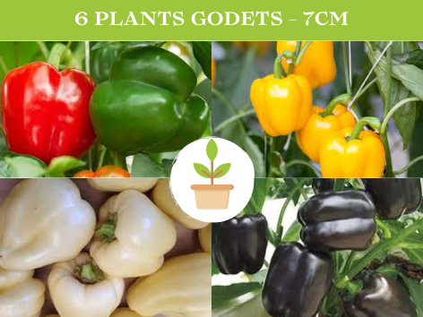 6 Plants de poivrons au choix : - Blanc - Jaune - Rouge/Vert - Noir