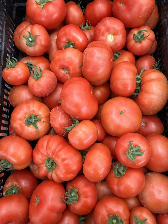 Tomate Ronde rouge - Fiorentino