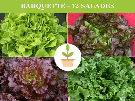 Barquette de 12 salades d'une variétés - Au choix : - Feuille de chêne Rouge - Feuille de chêne Verte - Batavia Verte