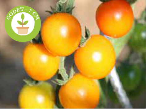 1 Plant de Tomate cerise Orange
