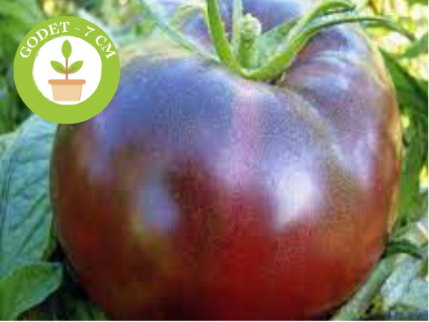 1 Plant de Tomate anciennes Noire de Crimée