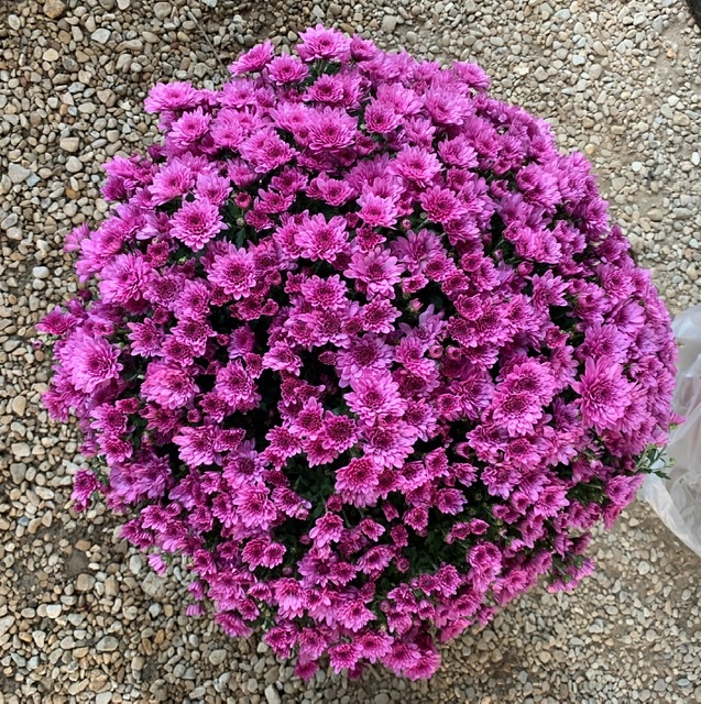 Chrysanthème pot 3L Violet clair