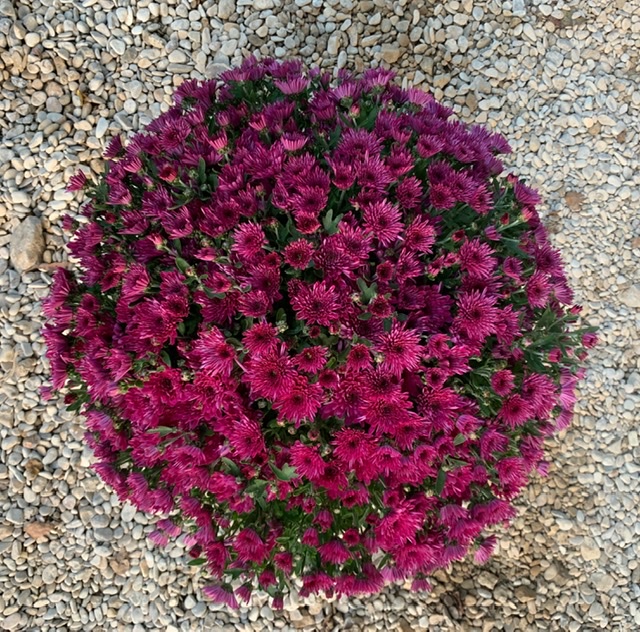 Chrysanthème pot 3L Violet foncé