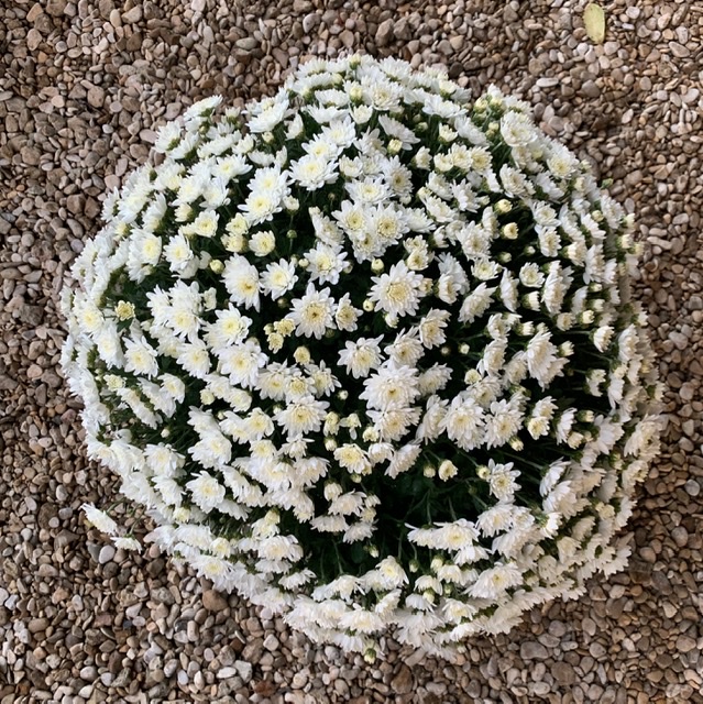 Chrysanthème pot 3L Blanc