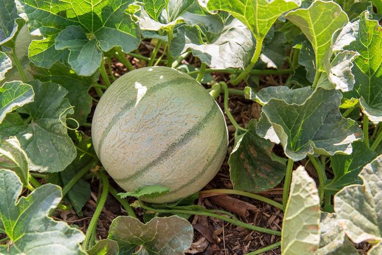 Lot de 3 Melons Calibre 11 - 1.150kg / 1.449kg - EARL Lagarde
