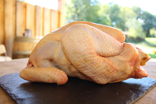 Petit poulet ( <1.7kg) - GAEC de Tartayrou