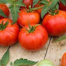 Tomates saint pierre