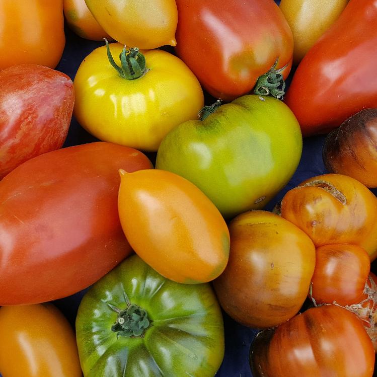 OFFRE -Tomates anciennes 5kg -
