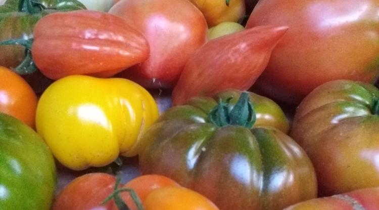 Tomates anciennes (variétés "population")