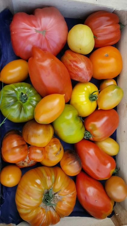 OFFRE - Tomates anciennes 10kg -