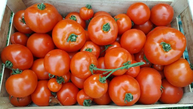 OFFRE - Tomates rondes 5kg -