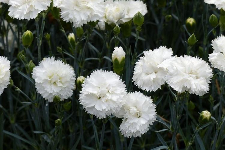 Plant de Fleurs - Oeillet Anglais Blanc