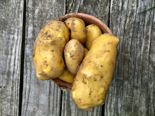 Pommes de terre conservation chair Ferme