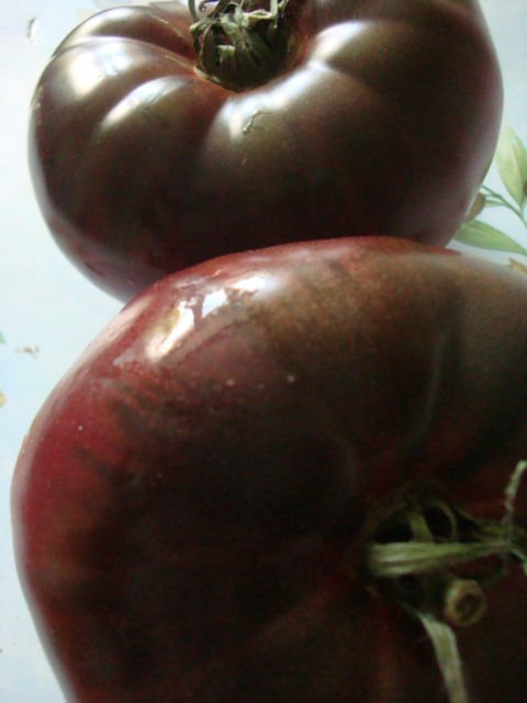Tomates noire de crimée - Origine FRANCE (31)