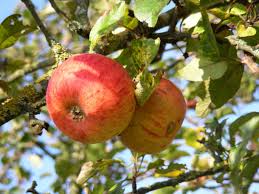 Pommes reine des reinettes - Origine FRANCE (82)