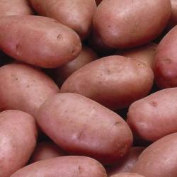 Pommes de terre (désirée) - Origine FRANCE (31)