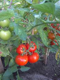 Tomates rondes (serre) - Origine FRANCE (31)