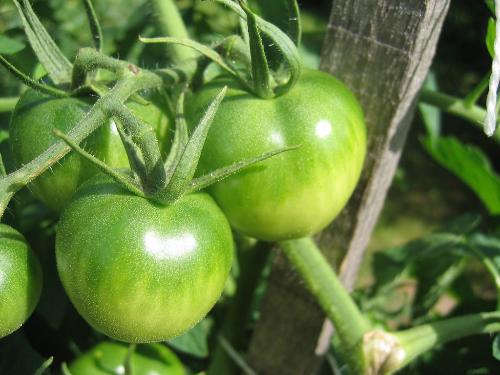 Tomates vertes (pour faire la confiture)