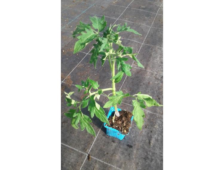 Plant de tomate ananas