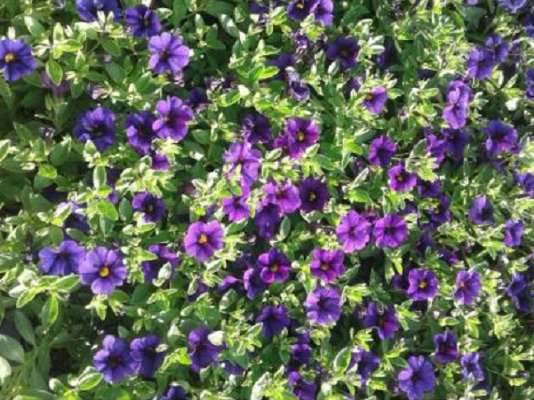Plant de Million bells violet
