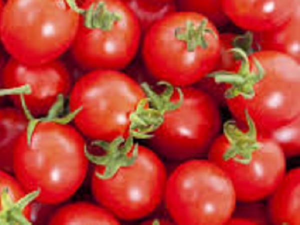Plant de tomate cerise Bio
