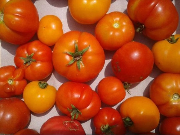 Tomates variées Les serres du Goueyre