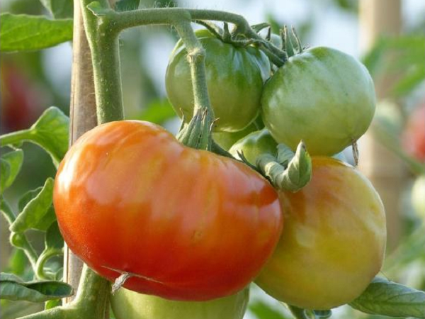 Plant de tomate Montfavet Bio