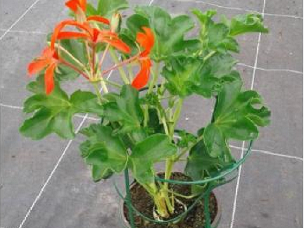 Plant de Géranium lierre simple