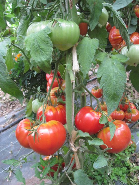 3 kg tomates cœur de bœuf des Jardins de Jurlhes