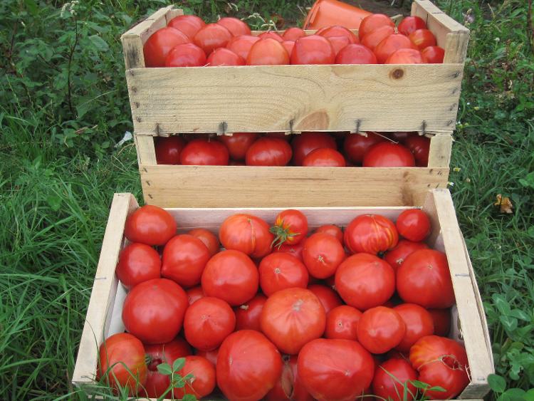 3kg de tomates à cuire des Jardins de Jurlhes