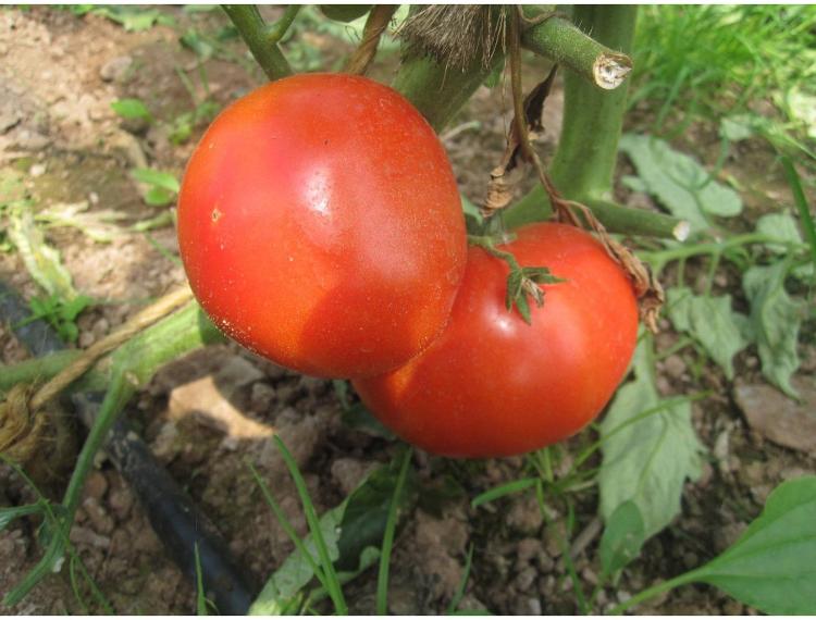 Tomates des Jardins de Jurlhes (dernière semaine!)