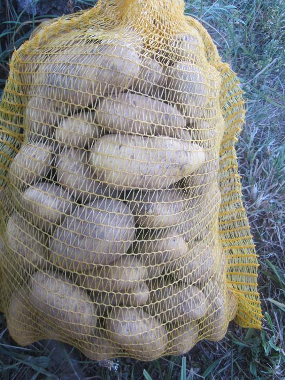 Pomme de terre ( 10 kg ) Amandine des Jardins de Jurlhes