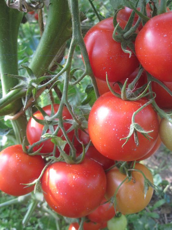 Tomates des Jardins de Jurlhes