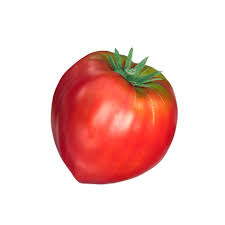 Plant de tomate Coeur de boeuf Bio