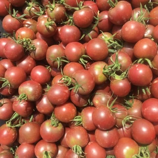 Tomates cerises « black cherry »