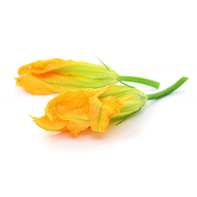 Fleur de courgette mâle